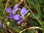 Viola canina (Hunde-viol)
