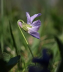 Viola hirta (Håret viol)