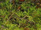 Hugorm (Vipera berus) - juvenil
