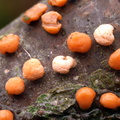 Almindelig Cinnobersvamp (Nectria cinnabarina)