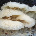 Bævrende åresvamp (Phlebia tremellosa)