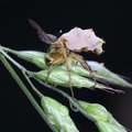 Entomophthora scathophaga på Scathophaga stercoraria (Alm gødningsflue)