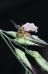 Entomophthora scathophaga på Scathophaga stercoraria (Alm gødningsflue)