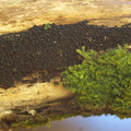 Grov Kulskorpe (Eutypa spinosa)