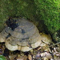Flad lakporesvamp (Ganoderma lipsiense)