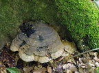 Flad lakporesvamp (Ganoderma lipsiense)
