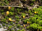 Gul Nøkketunge (Mitrula paludosa)