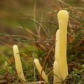 Lerfarvet køllesvamp (Clavaria argillacea)