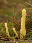 Lerfarvet køllesvamp (Clavaria argillacea)