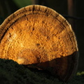 Rødmende Læderporesvamp (Daedaleopsis confragosa)
