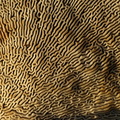 Rødmende Læderporesvamp (Daedaleopsis confragosa)