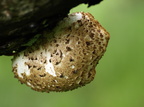 Skællet Stilkporesvamp (Polyporus squamosus)