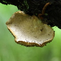 Skællet Stilkporesvamp (Polyporus squamosus)