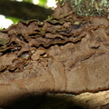 Stiv Ruslædersvamp (Hymenochaete rubiginosa)