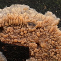 Stråle-Åresvamp (Phlebia radiata)
