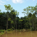Biflod til Rio Guaviare