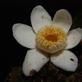 Blomst fra Amazon regnskoven