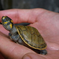 Skildpadde (Testudines) - juvenil