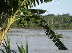 Bananpalme (Musa sp.)