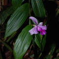 Orkidé (Orchidaceae)