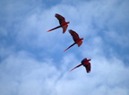 Ara macao (Scarlet Macaw, Lyserød Ara)