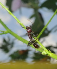 Formicidae (Myrer)