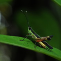 Colombia_2009_insekter_0092.jpg