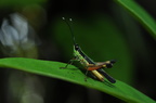 Caelifera (Græshopper)