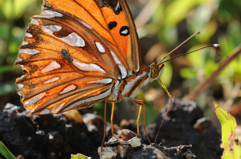 Colombia_2009_sommerfugle_Agraulis_vanillae_Passion_Butterfly__Gulf_Fritillary_012.jpg