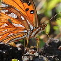 Agraulis vanillae (Passion Butterfly, Gulf Fritillary)