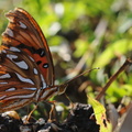 Colombia_2009_sommerfugle_Agraulis_vanillae_Passion_Butterfly__Gulf_Fritillary_015.jpg
