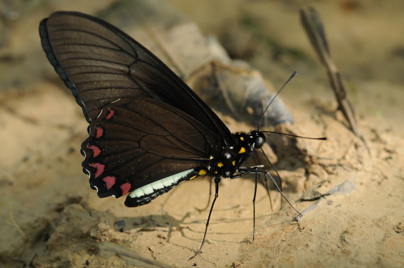 Colombia_2009_sommerfugle_Battus_lycidas_Yellow-trailed_Swallowtail_002.jpg