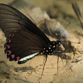 Battus lycidas (Yellow-trailed Swallowtail)