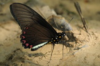 Battus lycidas (Yellow-trailed Swallowtail)