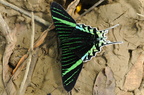 Urania leilus (Green-banded Urania)