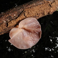 Fungi (svampe)