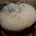 Fungi (svampe)