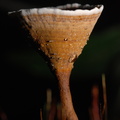 Fungi (Svampe)