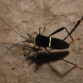 Tæge - Hemiptera (Næbmundede)