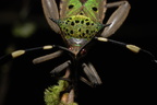 Tæge - Hemiptera (Næbmundede)