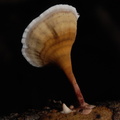 Fungi (Svampe)