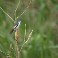 Tachycineta albiventer (White-winged Swallow, Hvidbræmmet svale)