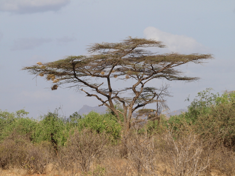Acacia_tortilis_Paraplytrae__Skaermakacia_20110124_Samburu_Nationalpark_Kenya_007.JPG