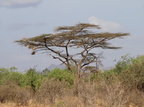 Acacia tortilis (Paraplytræ, Skærmakacia)