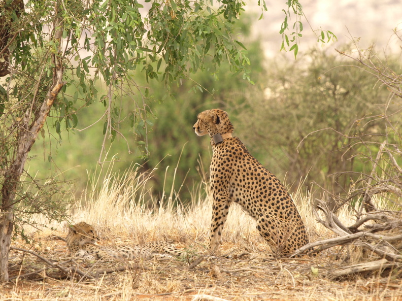 Acinonyx_jubatus_Cheetah__Gepard_01232011_Samburu_nationalpark_Kenya_003.JPG