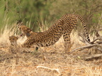 Acinonyx jubatus (Cheetah, Gepard)