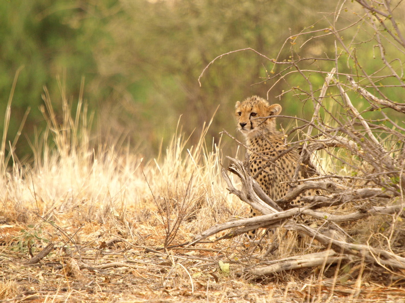 Acinonyx_jubatus_Cheetah__Gepard_01232011_Samburu_nationalpark_Kenya_018.JPG