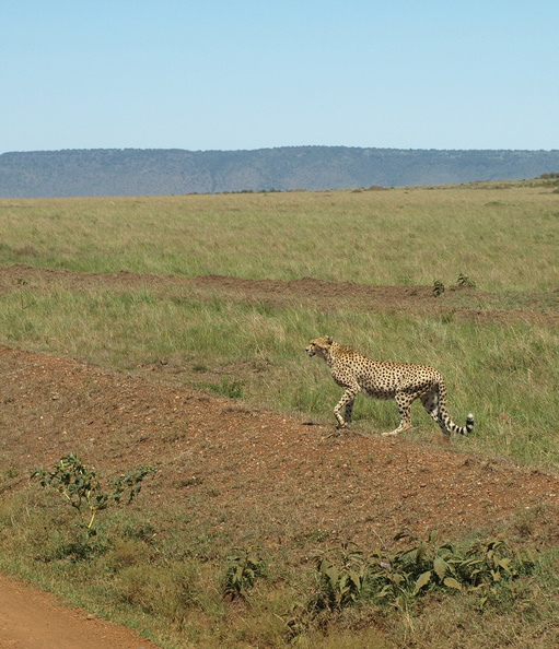 Acinonyx_jubatus_Cheetah__Gepard_28012011_Masai_Mara_Nationalpark_Kenya_244.JPG