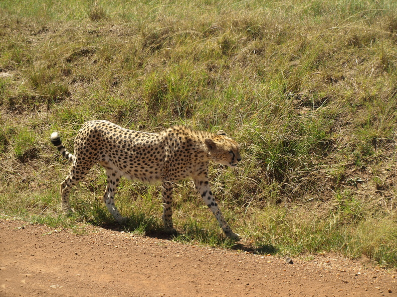 Acinonyx_jubatus_Cheetah__Gepard_28012011_Masai_Mara_Nationalpark_Kenya_260.JPG