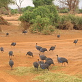 Acryllium vulturinum (Vulturine Guineafowl, Gribbeperlehøne)